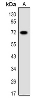 1 - Anti-PGHS-2 Antibody AP51459