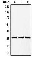 1 - Anti-PTTG1/2/3 Antibody AP51461