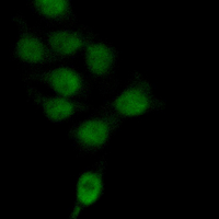 3 - Anti-RAD50 Antibody AP51464