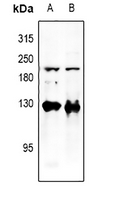 1 - Anti-p107 Antibody AP51467