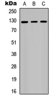 1 - Anti-RB2 Antibody AP51468