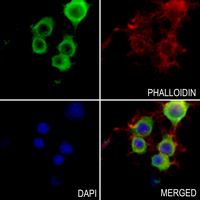 3 - Anti-Radixin Antibody AP51471