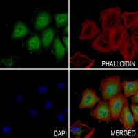 3 - Anti-RFX3 Antibody AP51473