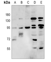 1 - Anti-RFX3 Antibody AP51473