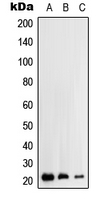1 - Anti-RhoH Antibody AP51475