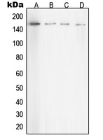 1 - Anti-ROCK1 Antibody AP51480
