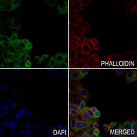 3 - Anti-RPL10 Antibody AP51481