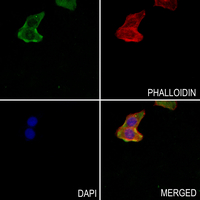 3 - Anti-RPL17 Antibody AP51482