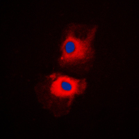 3 - Anti-RPL27A Antibody AP51483