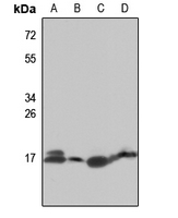 1 - Anti-RPL27A Antibody AP51483