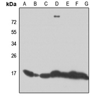 1 - Anti-RPL28 Antibody AP51484
