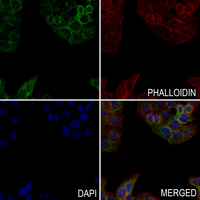 3 - Anti-RPL30 Antibody AP51485