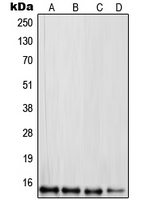 1 - Anti-RPL30 Antibody AP51485