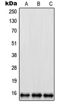 1 - Anti-RPL35 Antibody AP51486