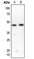 1 - Anti-RPL3L Antibody AP51488