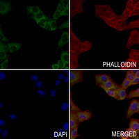 3 - Anti-RPS8 Antibody AP51491