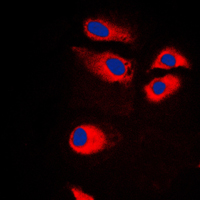 3 - Anti-RPS9 Antibody AP51492