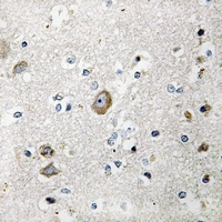 19 - Anti-RPS9 Antibody AP51492