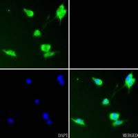 3 - Anti-RUNX2 Antibody AP51494