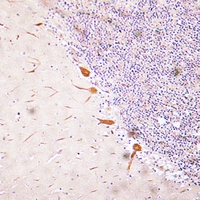 19 - Anti-RUNX2 Antibody AP51494
