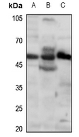 1 - Anti-RUNX2 Antibody AP51494