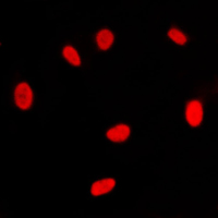 3 - Anti-RXR gamma Antibody AP51495