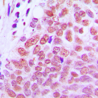 19 - Anti-RXR gamma Antibody AP51495