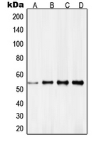 1 - Anti-RXR gamma Antibody AP51495