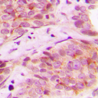 19 - Anti-Mammaglobin B Antibody AP51497