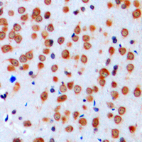 19 - Anti-Nav-pan Antibody AP51498