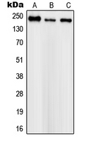 1 - Anti-Nav-pan Antibody AP51498