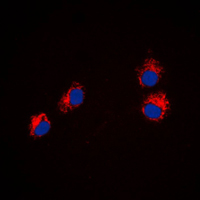 3 - Anti-Semaphorin 4A Antibody AP51499