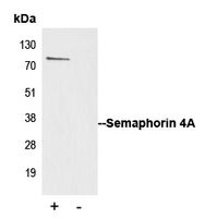 5 - Anti-Semaphorin 4A Antibody AP51499