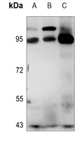 1 - Anti-Semaphorin 4A Antibody AP51499