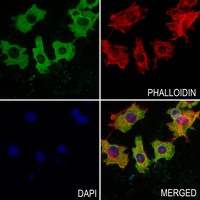 3 - Anti-Septin 7 Antibody AP51501