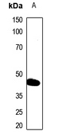 1 - Anti-PAI3 Antibody AP51503