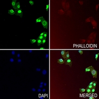 3 - Anti-Serpin B9 Antibody AP51506
