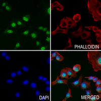 3 - Anti-SAP155 Antibody AP51507
