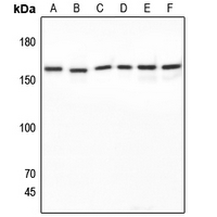 1 - Anti-SAP155 Antibody AP51507