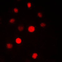 3 - Anti-SAP14 Antibody AP51508