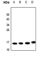 1 - Anti-SAP14 Antibody AP51508