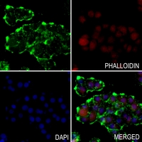 3 - Anti-Surfactant Protein B Antibody AP51509