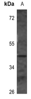 1 - Anti-Surfactant Protein B Antibody AP51509
