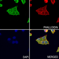 3 - Anti-Alpha-sarcoglycan Antibody AP51510