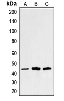 1 - Anti-Alpha-sarcoglycan Antibody AP51510