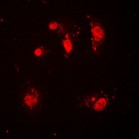 3 - Anti-SKP2 Antibody AP51511