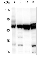 1 - Anti-SKP2 Antibody AP51511