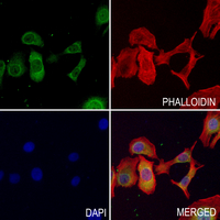 3 - Anti-ARALAR1 Antibody AP51515