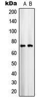 1 - Anti-ARALAR1 Antibody AP51515