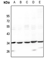 1 - Anti-ODC Antibody AP51516